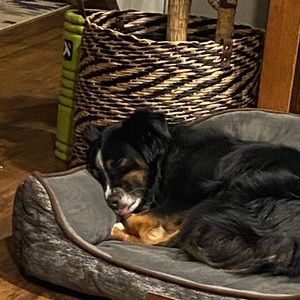 Meet your Posher, Kenzie